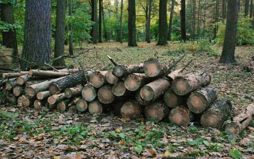 Tăierea ilegală a pădurilor