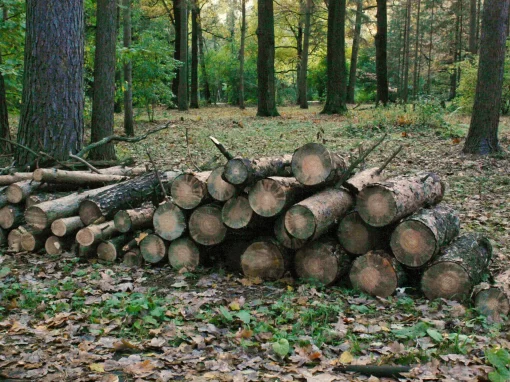 Tăierea ilegală a pădurilor