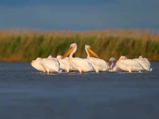 Protecția ariilor naturale protejate